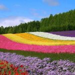 Hokkaido Farm Tomita Shikisai Hill Waterfall& Blue Pond Day Tour - Exploring Furano and Biei: The Heart of the Tour
