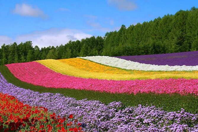 Hokkaido Farm Tomita Shikisai Hill Waterfall& Blue Pond Day Tour - Transportation and Duration