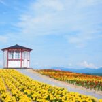 Hokkaido Furano Lavender & Biei Blue Pond Tour with Lunch - Why This Tour Offers a Great Value