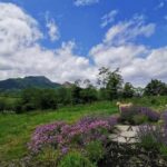 Hokkaido Nature and Gourmet Experience (near Lake Toya) - Why This Experience Works