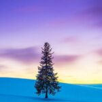 Hokkaido Tour, Asahiyama Zoo, Christmas Tree and Biei Green Pond - Authentic Experiences and Practical Tips