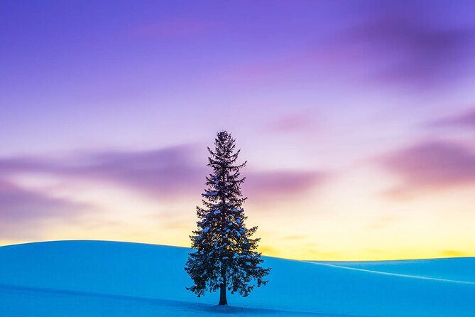 Hokkaido Tour, Asahiyama Zoo, Christmas Tree and Biei Green Pond - Authentic Experiences and Practical Tips