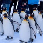 Hokkaido Tour: Snowy Landscapes & Polar Animals & Waterfalls - Transport, Group Size, and Cost-Effectiveness