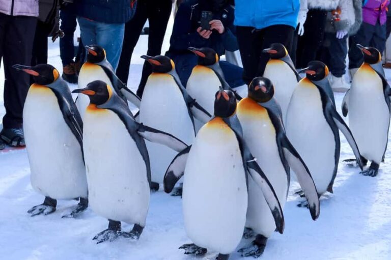 Hokkaido Tour: Snowy Landscapes & Polar Animals & Waterfalls - Transport, Group Size, and Cost-Effectiveness