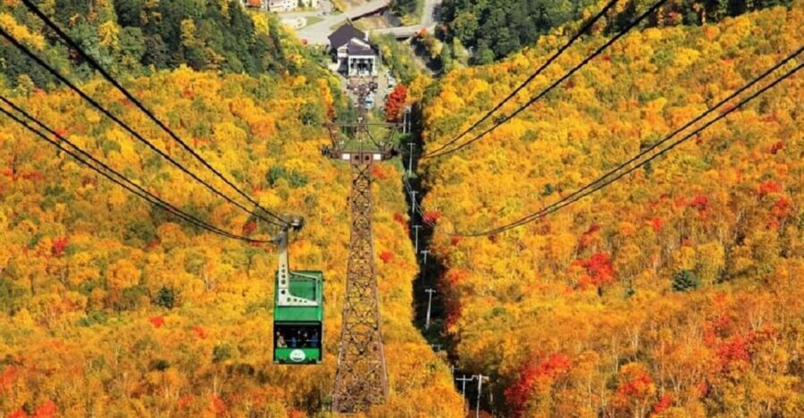 HokkaidoKurodake Ropeway, Asahiyama Zoo Autumn Leaves Tour - Who Is This Tour Best For?