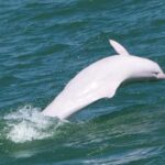 Hong Kong: Lantau Island Tour Cable Car & Village Lunch - Who This Tour Is Perfect For