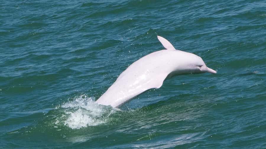 Hong Kong: Lantau Island Tour Cable Car & Village Lunch - Who This Tour Is Perfect For