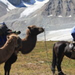Horse Trekking in Altai Tavan Bogd National Park - Potential Drawbacks or Considerations
