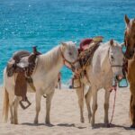 Horseback Riding Adventure to Macao Alto Beaches in Punta Cana - What Past Travelers Say