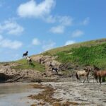 Horseback Riding Adventure Tour in St. Lucia - Who Would Love This Tour?