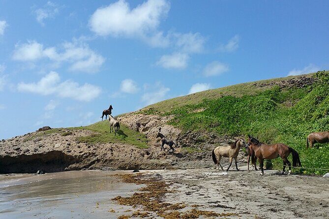 Horseback Riding Adventure Tour in St. Lucia - Who Would Love This Tour?