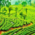 Horton Plains Tea Factory and Nuwara Eliya Day Tour - Practical Details and What It Means for You