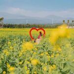(Hotel PickUp) Jeju EAST Canola Flower Festival Tour with UNESCO - Whats Included and Whats Not