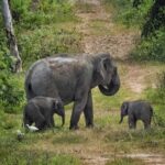 Hua Hin: Kui Buri Elephant Safari Private Tour - Deep Dive into the Itinerary