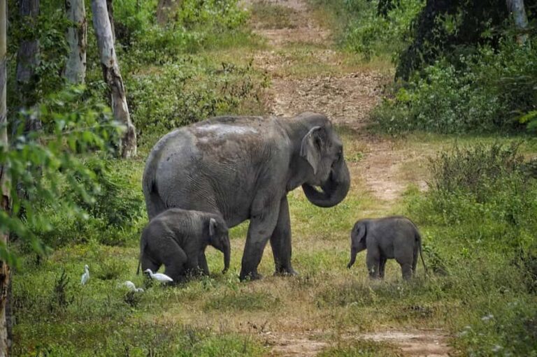 Hua Hin: Kui Buri Elephant Safari Private Tour - Deep Dive into the Itinerary