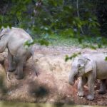 Hua Hin: Kui Buri Wild Elephant Watching Tour - The Experience in Detail