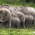 Hua Hin: Kui Buri Wild Elephant Watching Tour - The Journey: From Hua Hin to Kui Buri