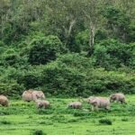Hua Hin Kuiburi Wild Elephant Watching - What Makes This Tour Stand Out?
