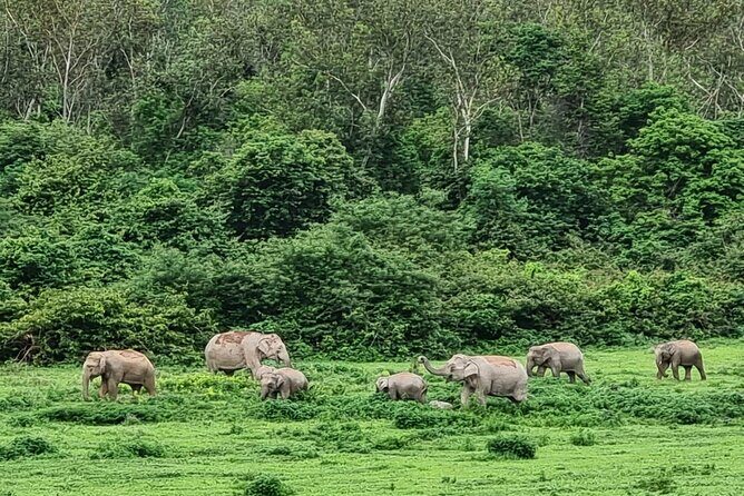 Hua Hin Kuiburi Wild Elephant Watching - What Makes This Tour Stand Out?