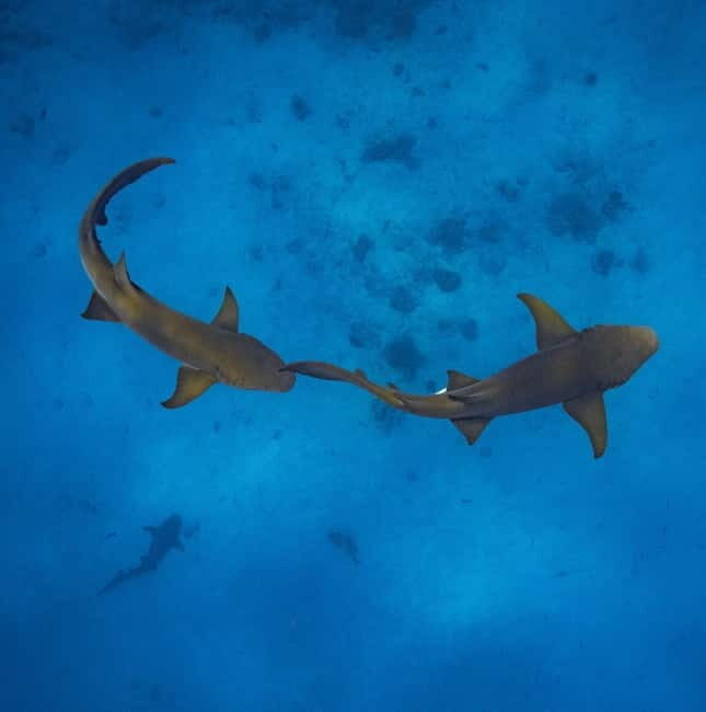 Hulhumale: Snorkeling Experience Nurse Shark - What to Expect During the Tour