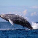 Humpback Whale Encounter Tour from Newcastle - The Itinerary and Experience