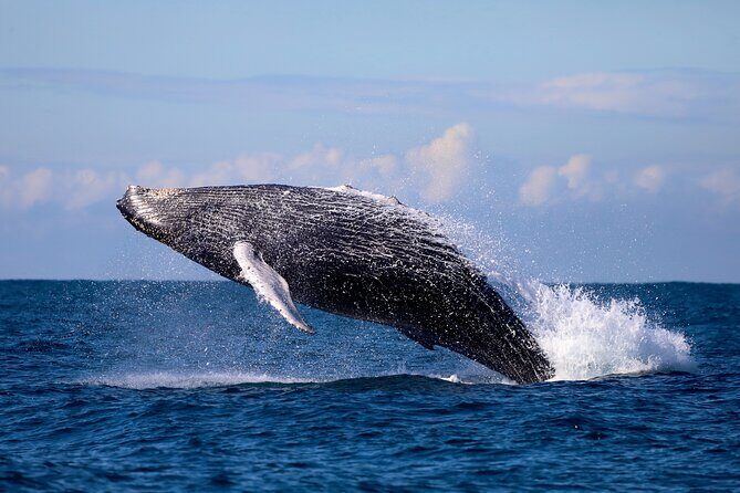 Humpback Whale Encounter Tour from Newcastle - The Itinerary and Experience