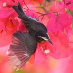 Hunte's Garden and St Nicholas Abbey small group Barbados tour - Discovering the Highlights of Barbados