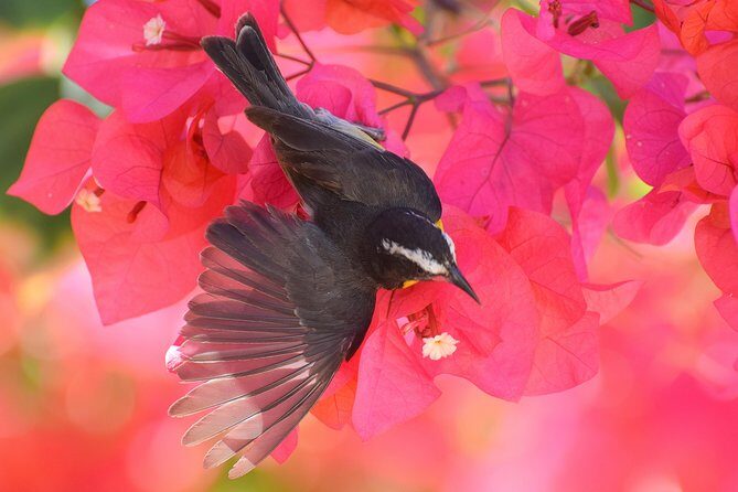 Hunte's Garden and St Nicholas Abbey small group Barbados tour - Discovering the Highlights of Barbados