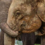 Hurulu Eco Park Habarana Elephant Safari including tickets - What to Expect on the Safari