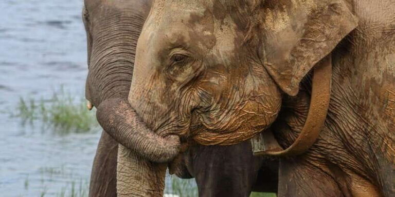 Hurulu Eco Park Habarana Elephant Safari including tickets - What to Expect on the Safari