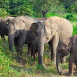 Hurulu Eco Park Private Safari with Naturalist - Final Thoughts: Is It Worth It?