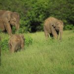 Hurulu Eco Park Safari From Sigiriya Eco Jeep Adventure - What Makes This Safari Special?