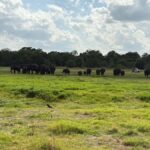 Hurulu Eco Park Safari From Sigiriya Eco Jeep Adventure - Why Choose the Hurulu Eco Park Safari?