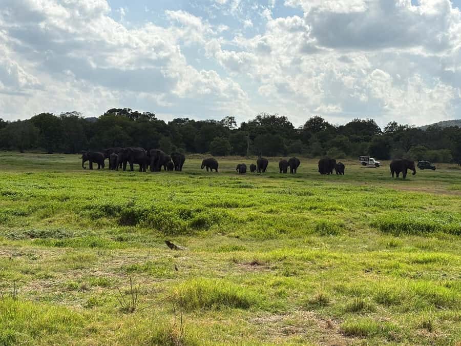 Hurulu Eco Park Safari From Sigiriya Eco Jeep Adventure - Why Choose the Hurulu Eco Park Safari?