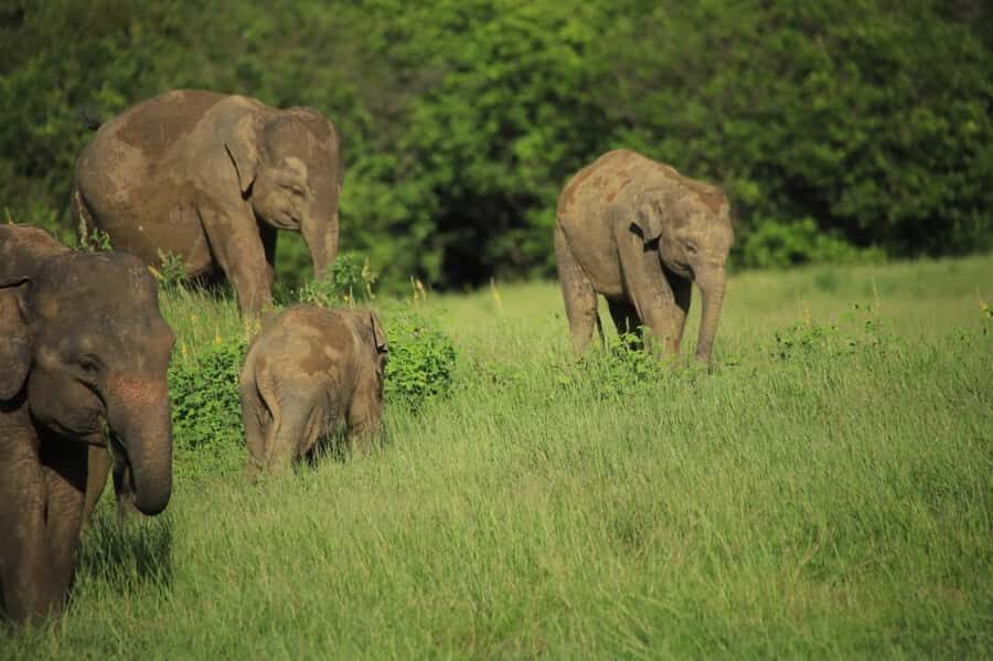 Hurulu Eco Park Safari From Sigiriya Eco Jeep Adventure - What Makes This Safari Special?