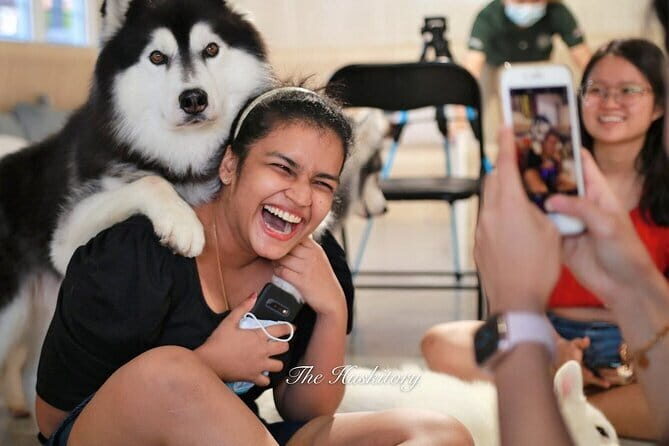 Huskitory Connecting People and Dogs - The Itinerary: What to Expect During Your Visit