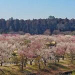Ibaraki: Kairakuen, One of Japans Three Great Gardens - Good To Know