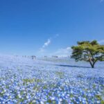 Ibaraki: Private Customizable Tour with a Local Guide - The Itinerary: A Perfect Mix of Landmarks and Hidden Gems