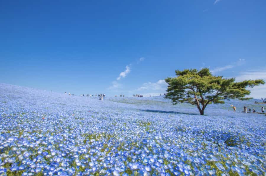 Ibaraki: Private Customizable Tour with a Local Guide - The Itinerary: A Perfect Mix of Landmarks and Hidden Gems