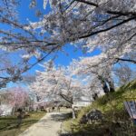 Iiyama Castle Cherry Blossom and Nozawa Onsen Morning Tour - Detailed Review of the Iiyama Castle Cherry Blossom and Nozawa Onsen Morning Tour