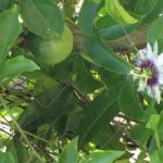 Individuelle Regenwald Tour - Who Should Consider This Tour?