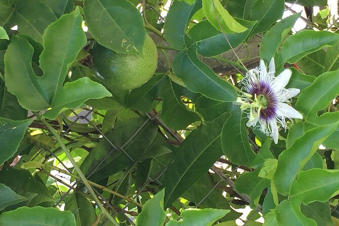 Individuelle Regenwald Tour - Who Should Consider This Tour?