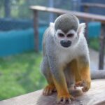 Interaction with Monkey Tour & city tour in Puerto Plata - Who Should Book This Tour?