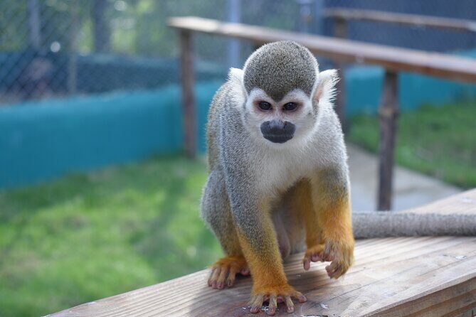 Interaction with Monkey Tour & city tour in Puerto Plata - Who Should Book This Tour?