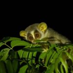 Into the Night: Open-Roof Jeep Adventure Around Sigiriya - Final Thoughts