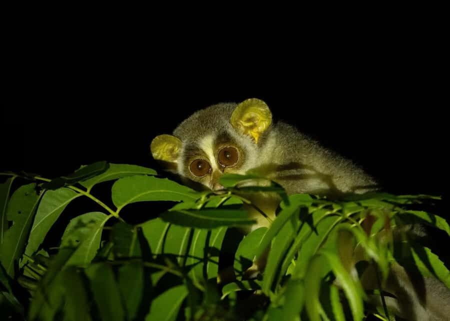 Into the Night: Open-Roof Jeep Adventure Around Sigiriya - Final Thoughts