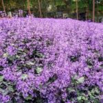 Ipoh: Cameron Highlands Day Tour tea plantation with lunch - Exploring the Itinerary in Detail