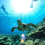 Iriomote: Boat Snorkeling Tour at Barasu Island - Detailed Breakdown of the Experience