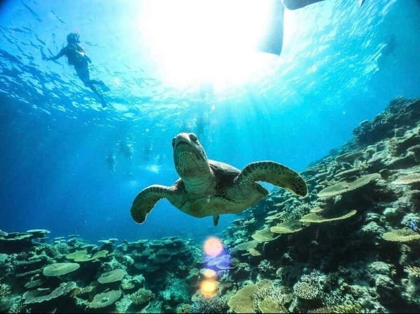 Iriomote: Boat Snorkeling Tour at Barasu Island - Detailed Breakdown of the Experience