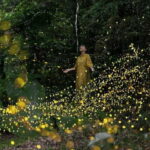 Iriomote Island Limited Time Yaeyama Firefly Viewing Tour - Authentic Experience and Why It’s Special